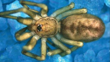 Yeni Örümcek Türü Pink Floyd - Pikelinia floydmuraria - Kolombiya