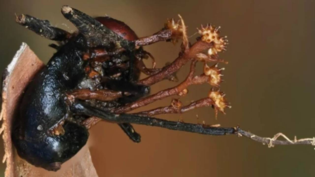‘Zombi Mantarı’nın Kâbusu Olabilecek Gizemli ve Sıradışı Bir Parazit Bulundu
