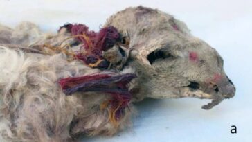Peru Inka Lama Gomulme Ritueli